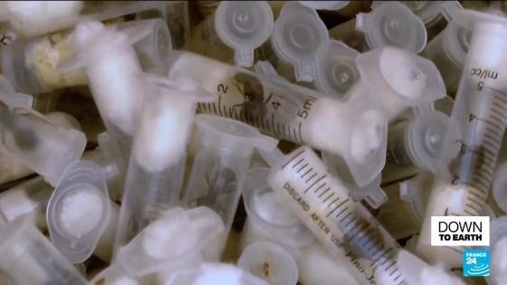 Illegal trade in rare insects on the rise