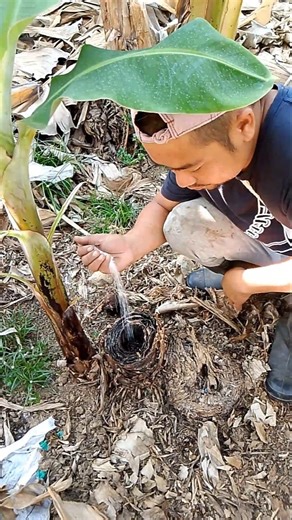 Applying Fertilizer Directly in the Hole #OrganicFarming #tutorial #shorts