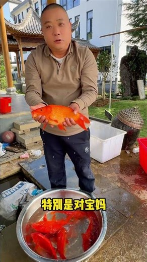婺源的五大特色荷包红鲤鱼 家里有鱼池需要观赏鱼的家人们，可以来直播间看看，宝妈吃它营养价值丰富，肉质鲜美。