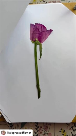 You can press roses in a multitude of ways, depending on the effect and look you want to achieve. These are the roses from one of my online rose pressing workshops; notice the evidence of colour change in the last flower 😍 lots of pinks have a habit of this. If you’d like to learn how to press roses, there’s an online course on my website and also a guidebook jam-packed with information on how to successfully press roses🌹 littlepressedflower.co.uk Happy pressing ☺️ #rosesofinstagram #pressingr