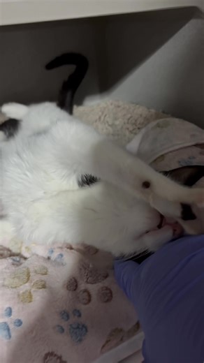 While Kyle’s transformation this week has been incredible — and we are so grateful for it — we want to share a little more of what’s actually happening behind the scenes. Because Kyle is just one of many. Now that the weather has finally broken, our trappers have been back out in the hamlet where we caught him. We missed a little orange kitten that night, and for two days we’ve been trying to track him down. Yesterday there were no sightings at all. Today, a feeder saw a flash of orange followin