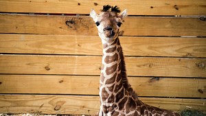 April has been cleared for pregnancy, but some people aren't happy