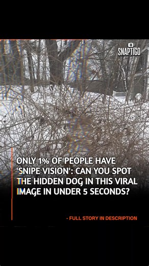 SnapTigo on Instagram: "YOU HAVE SNIPE VISION IF YOU CAN SPOT THE DOG IN THIS PICTURE The internet is currently losing its collective mind over a new optical illusion that is being hailed as the "ultimate vision test" of 2025. This isn't your average "hidden object" game; this is a true test of what experts call "Snipe Vision"—the ability to detect patterns and movements that the human brain usually filters out as background noise. The image shows a [describe the scene, e.g., messy living room o