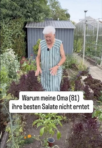 Statt alle Salate zu ernten, lässt meine Oma einige der schönsten Pflanzen stehen. Sie dürfen weiterwachsen, blühen und Samen bilden. Aus diesen Pflanzen gewinnt sie ihr eigenes Salat-Saatgut für das nächste Jahr. Dabei wählt sie gezielt die Sorten aus, die ihr besonders gut gefallen und sich in ihrem Garten bewährt haben. Manche Salate stützt sie sogar mit Stäben, damit sie nicht umknicken. Wenn die Samen reif sind, hilft oft der Wind mit und verteilt sie im Garten. Meine Oma hat die Erfahrung