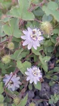 passiflora foetida Maracuyá Silvestre