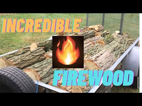 Everything you wanted to know about Black Locust firewood!