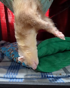 1.2M views · 11K reactions | Ain't no waking this ferret   | UNILAD | Facebook