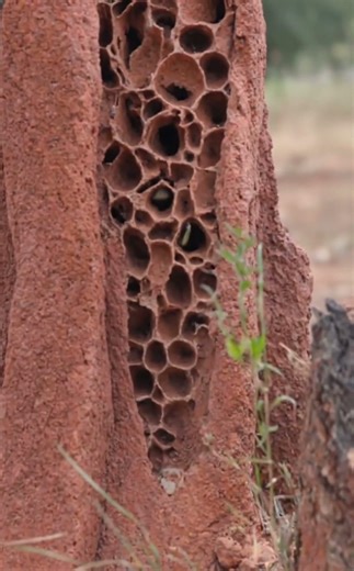 oh my god baby cobra 😲 wait for end. #pleasesubscribe #trending #viral#shorts#wildlife #animals