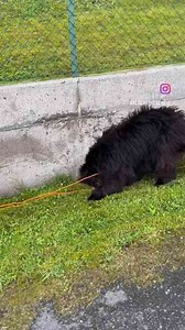 Clumsy Newfie Puppy Moments You Can’t Stop Watching