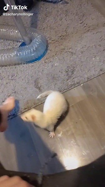 he has a foot fetish#ferret | Ferret