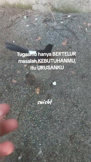Teknik meloloh anakan murai yang benar #burung #kicaumania #muraisehat