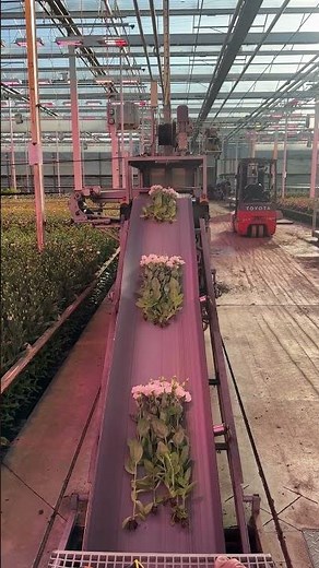 Farmer Bailey Flower Tour: Lugt Lisianthus