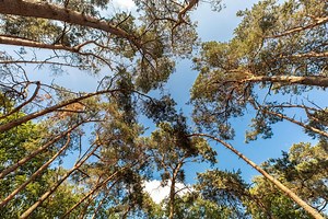 Eropuit in de Brabantse natuur