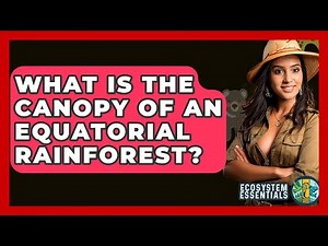What Is The Canopy Of An Equatorial Rainforest? - Ecosystem Essentials