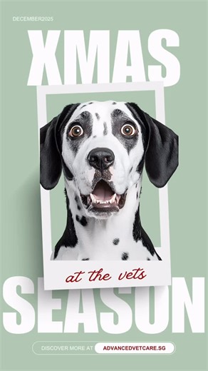 Holiday Pet Safety Reminder Foreign body obstruction, chocolate toxicity, swallowed strings and needles, and grape exposure are common emergencies we see during the holiday season. Tips to keep your pets safe: • Keep chocolates, grapes, and holiday treats out of reach • Secure sewing kits, strings, ribbons, and decorations • Dispose of food scraps properly • Supervise pets during gatherings and gift wrapping If an accident happens, we are here to help. Call us at 6636 1788 for emergencies. Your 