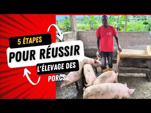 Voici 5 étapes indispensables pour démarrer ton élevage de porc rentable depuis l'Afrique