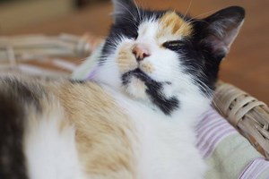 Just like us, cats benefit from regular dental check ups and may need the occasional bit of maintenance. Find out how to keep your cat's teeth and gums tip top: http://bit.ly/cp-dental #SugarAwarenessWeek | Cats Protection