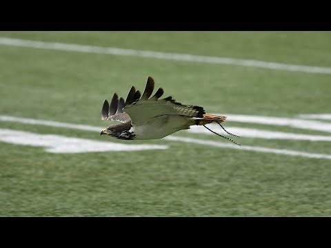 Taima the Seattle Seahawks live hawk mascot pregame preparation