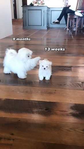 1.8M views · 10K reactions | Feels like yesterday梁 • • #cute #dogs #dog #puppy #puppies #flashbackfriday #cutedogs #maltese #dogsofinstagram #adorable #doglover #doglove #doglife #funny #throwback | Cocothemaltesedog | Facebook