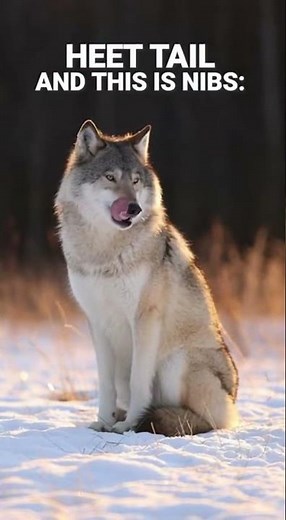 Wolves' Tail Secrets REVEALED! 🐺⬆️⬇️ Their Moods Never Lie! 🤫 #Shorts