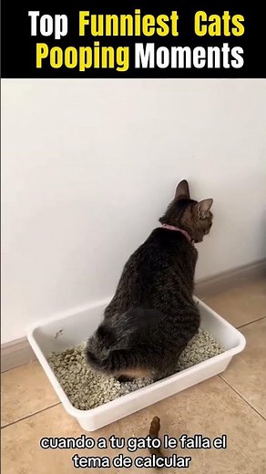 Top Funniest Cats Pooping moments 🤣