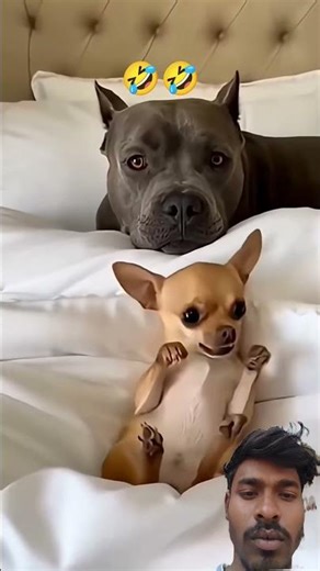 Funny dog 🐕🤣🤣 #funnyclip #interestingclips #comedy #animals #cat