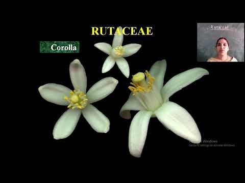 Rutaceae