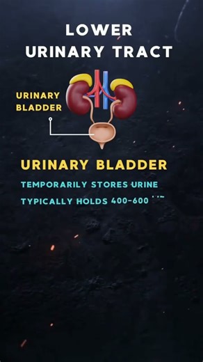 urinary tract and parts#medicalscience #biology#study