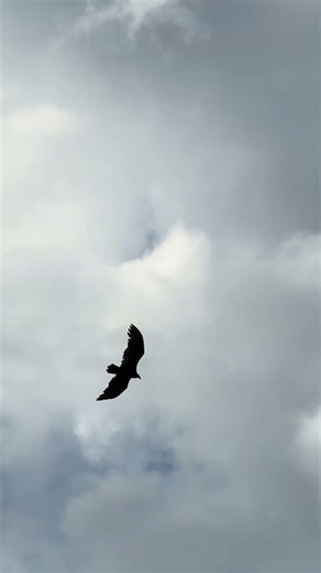 Red Shouldered Hawk (Buteo lineatus) 🦅