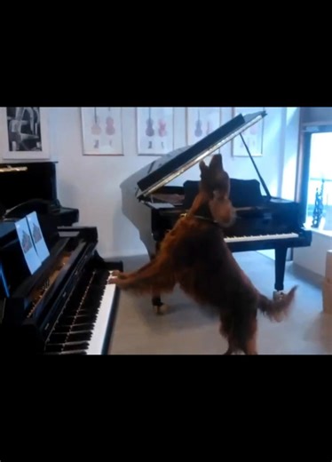 Elmo dog singing and playing the piano