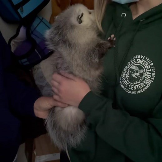 1.4K views · 86 reactions | Did you know opossums glow bubble gum...