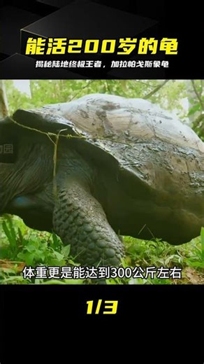 Unveiling the ultimate king of the land: the Galapagos tortoise, living to 200 years old is truly...