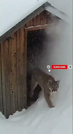 Mountain Puma Caught on Outdoor Security Cam Running Through Snow ❄️🐆
