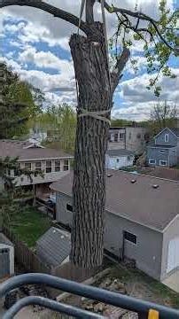 80-Foot Cottonwood Comes Down After Fire Damage