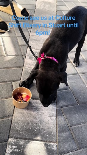 We have puppies getting spoiled with pup cups!! Bring your babies out and join us. We are here until 6pm tonight. 🎉🐾🐶💕 #delilahs2ndchancerescue #meangirlscrew #blueycrew #cultureshiftelixerystuart #adoptionevent
