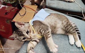 【Kana-MMD】-日常预订-《What is Love》