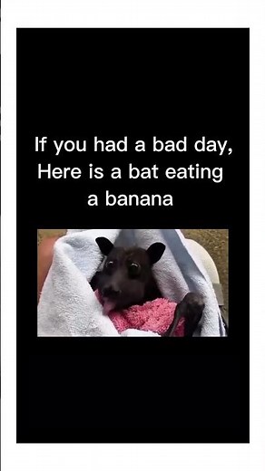This Bat Eating a Banana Will Make You Smile