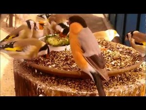 Meine Vögel Dompfaff und Stieglitz