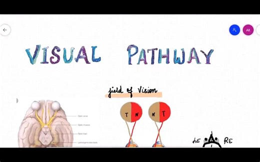 Visual Pathway|optic chiasm and Pituitary|Meyers and Baums loop - 视路
