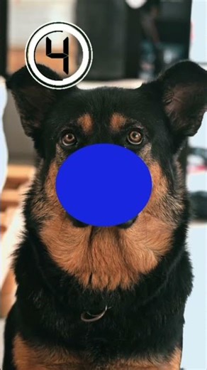 LEARN COLORS with Cute Animals😍😍😍 #learncolors