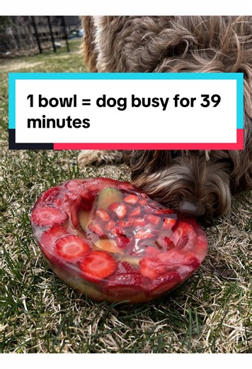 Creative Dog Enrichment Activities for Longer Playtime