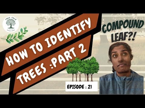 How to identify Trees? Part 2