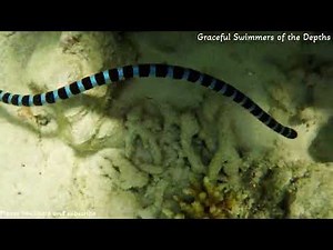 Mysteries and Marvels of Water Snakes Revealed! | Water Snakes | Snakes #watersnakes