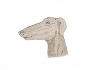 How to draw a Dog Greyhound step by step