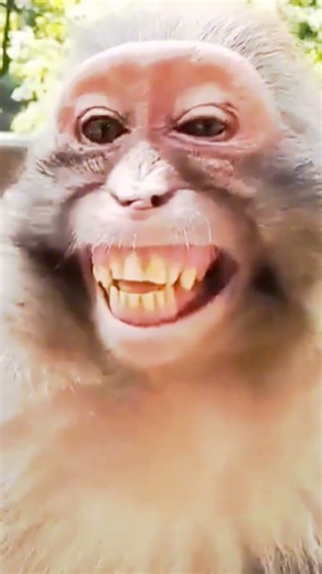 những con khỉ hài hước