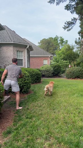 Funny and Derpy Golden Retriever Compilation