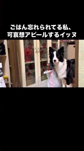 Border Collie complains that they’ve been forgotten even though it’s not feeding time yet #Border...