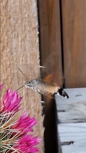 Vliegensvlugge kolibrievlinder #natuur #short #vlinder