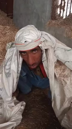 PURE HARYANVI on Instagram: "#gutargu #newharyanvisong"