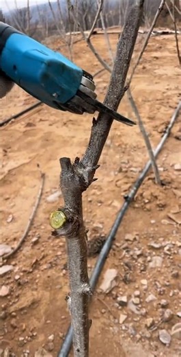 Young cherry 🍒 Tree 1st year pruning ##satisfying #pruning #shorts